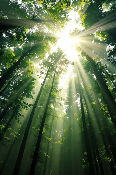 免费成人视频 - 森林之歌（纪录片）封面海报